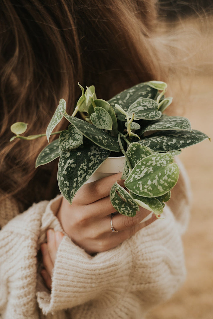 Mini December Stackable Ring · Rings ·  Little Sycamore