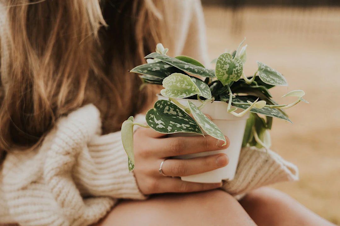 Mini December Stackable Ring · Rings ·  Little Sycamore