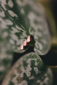 Pebble Stud Earrings · Earrings ·  Little Sycamore
