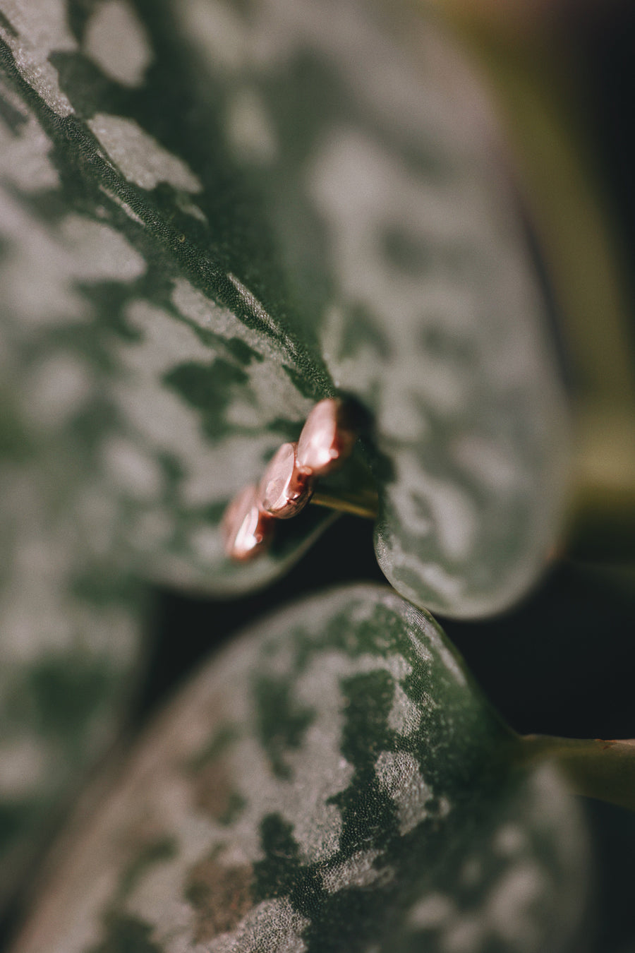 Pebble Stud Earrings · Earrings ·  Little Sycamore