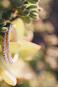 Smaller Glimmer Ring · Rings ·  Little Sycamore